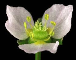 Alisma lanceolatum. Flower showing acute petal apices.
 Image: K.A. Ford © Landcare Research 2020 CC BY 4.0